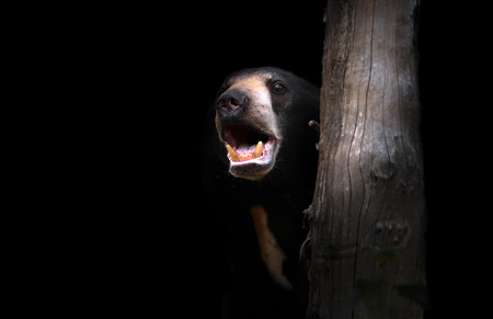 malayan sun bear standing in the darkの写真素材