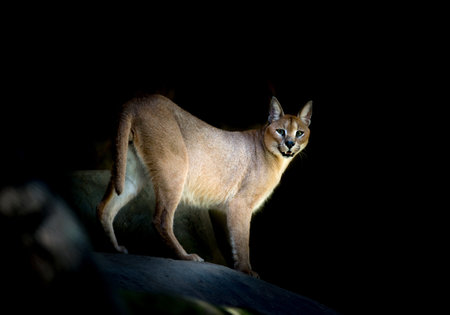 caracal standing on rock in the darkの写真素材