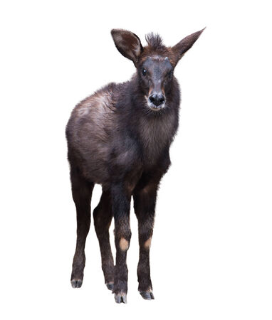 young serow isolated on  white backgroundの写真素材
