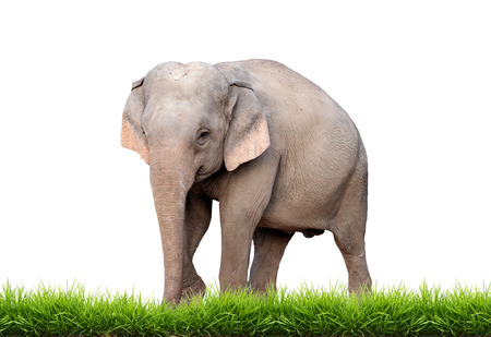female asia elephant with green grass isolated on white backgroundの写真素材