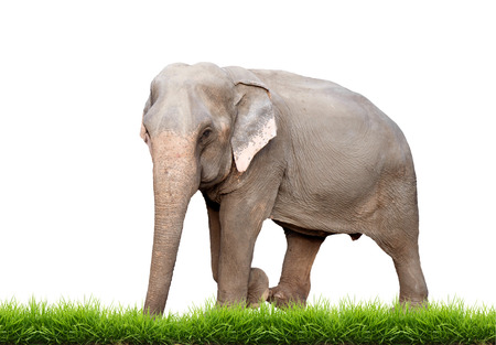 female asia elephant with green grass isolated on white backgroundの写真素材