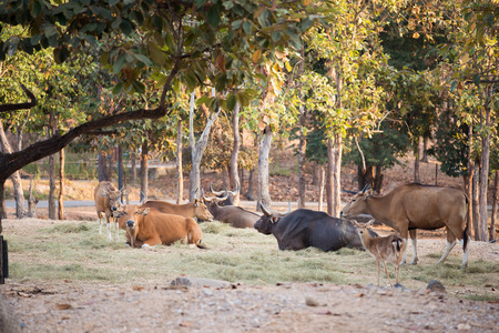 banteng  ( Bos javanicusresting )の写真素材