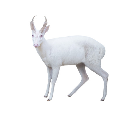 albino barking deer isolated on white backgroundの写真素材