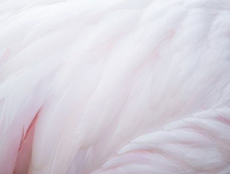 textured of beautiful flamingo featherの写真素材