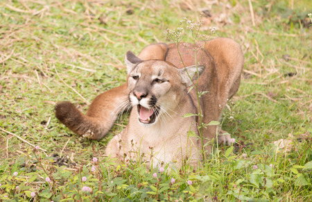 puma or cougar in zooの写真素材