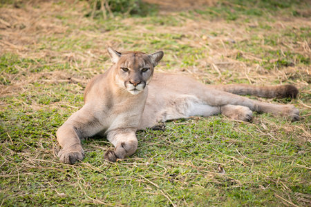 puma or cougar in zoo