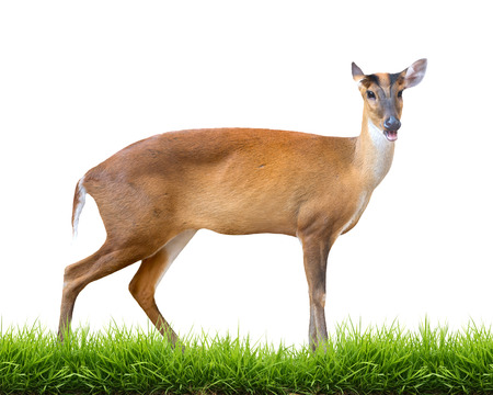 barking deer with green grass isolated on white backgroundの写真素材
