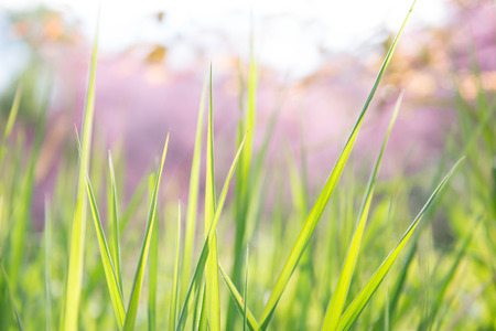 green grass with wild himalayan cherry flower in  backgroundの写真素材