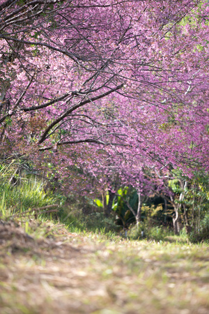 beautiful wild himalayan cherry flower ( Prunus cerasoides )の写真素材