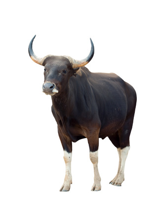 male banteng isolated on white backgroundの写真素材