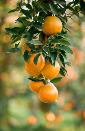 fresh orange hang on treeの写真素材