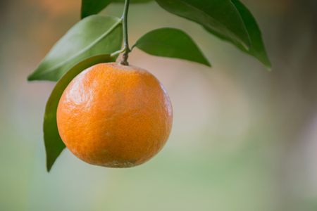 fresh orange hang on treeの写真素材