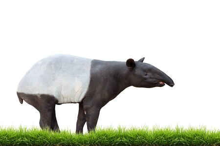 Malayan tapir or Asian tapir isolated on white backgroundの写真素材