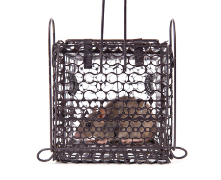 rat trap in front of white backgroundの写真素材