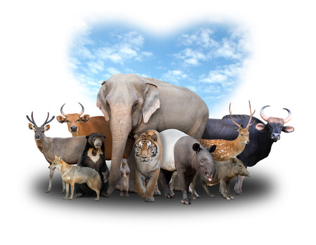 group of asia animals with heart shape blue sky on white backgroundの写真素材