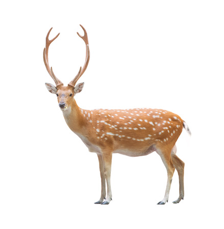 beautiful male sika deer isolated on white backgroundの写真素材