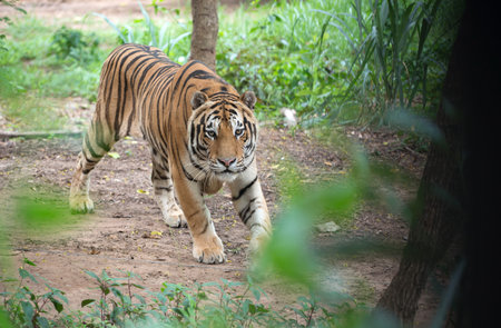 male siberian tiger in zoo