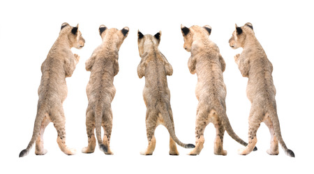 baby lion standing on white backgroundの写真素材