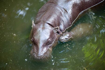 pygmy hippo and baby in the lakeの写真素材