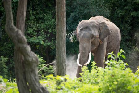 male elephant in the forestの写真素材