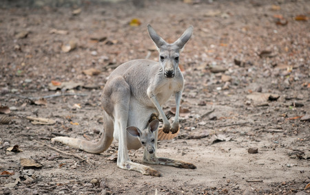 female gray kangaroo with joey in pouchの写真素材