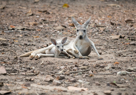 female gray kangaroo with joey in pouchの写真素材