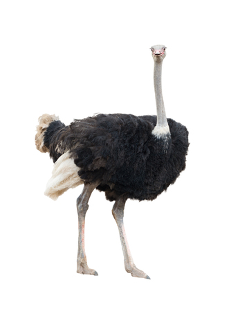 ostrich isolated on white backgroundの写真素材