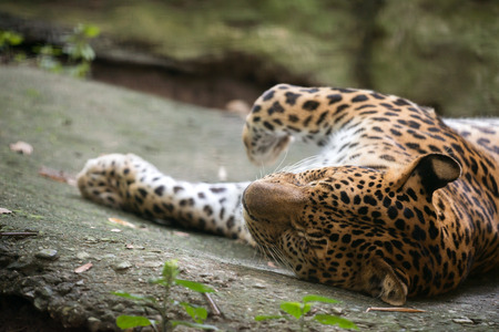 leopard ( Panthera pardus ) resting on floorの写真素材