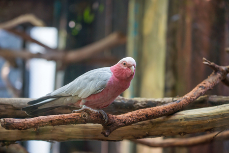 galah cockatoo scientific name (Cacatua roseicapilla)の写真素材