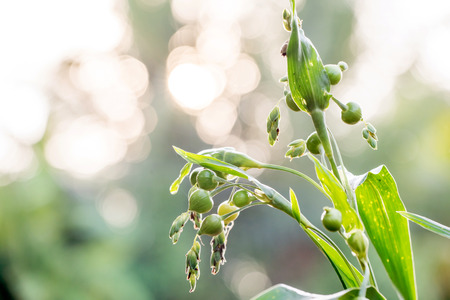 fresh job's tears ( coix lachryma-jobi )の写真素材