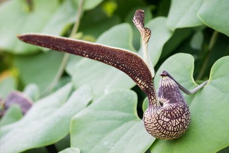Aristolochia ringens Vahl or gaping dutchman's pipe flowerの写真素材