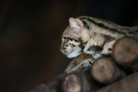 Leopard cat scientific name Prionailuru bengalensisの写真素材