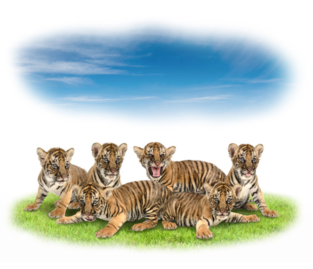 baby bengal tiger with green grass and blue skyの写真素材