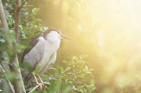 black-crowned night heron, nycticorax nycticorax with flare light