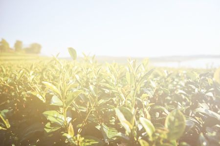 tea garden in northern part of thailand with flare lightの写真素材