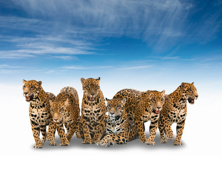 group of jaguar isolated with shadow with blue skyの写真素材