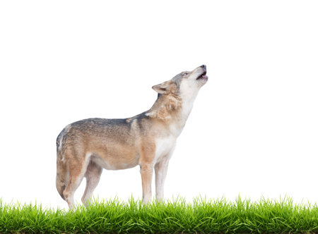gray wolf howling isolated on white background with green grass