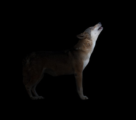 gray wolf howling in dark background with light