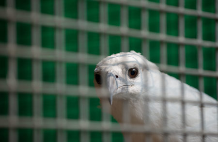 white bellied sea eagle (Haliaeetus leucogaster) in cageの写真素材