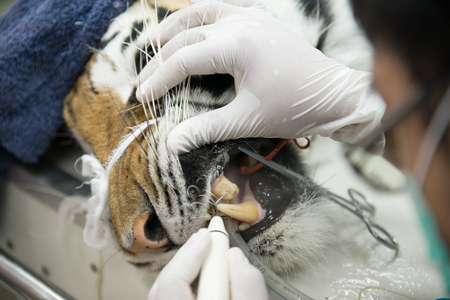 veterinarian is scaling tiger in animal hospitalの写真素材