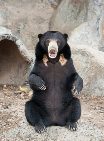malayan sun bear sit on the rockの写真素材