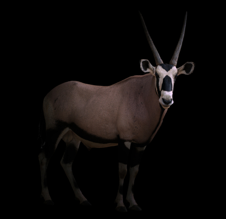gemsbok or oryx gazella in dark backgroundの写真素材