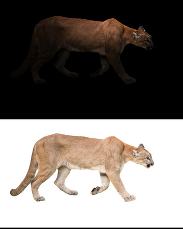 puma (Panthera onca) in the dark with spotlight and puma isolatedの写真素材