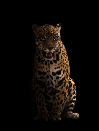 jaguar ( panthera onca ) in the dark with spotlightの写真素材