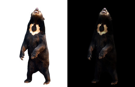 malayan sunbear in dark background and malayan sunbear on white backgroundの写真素材