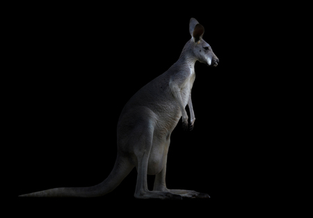 kangaroo standing in the dark with spotlightの写真素材