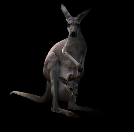 female kangaroo and joey in the dark with spotlightの写真素材