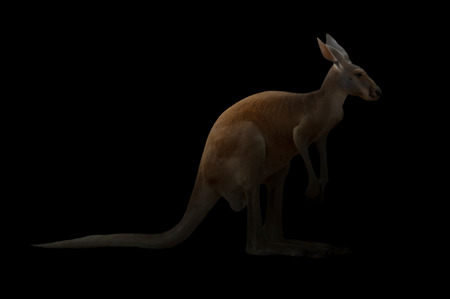 kangaroo standing in the dark with spotlightの写真素材