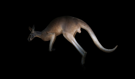 kangaroo jumping in the dark with spotlightの写真素材