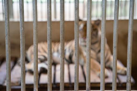 tiger out of focus behind bars in a zoo cageの写真素材